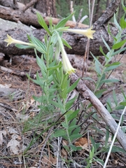 Lithospermum macromeria