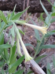 Lithospermum macromeria