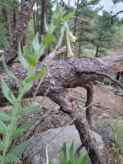 Lithospermum macromeria