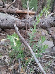 Lithospermum macromeria