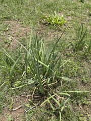 Iris missouriensis