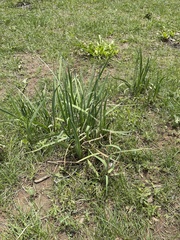 Iris missouriensis