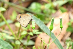 Ypthima arctous