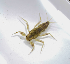 Drunella coloradensis