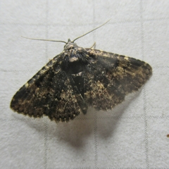 Metalectra diabolica