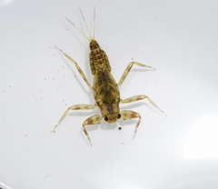 Drunella coloradensis