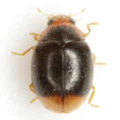 Diomus terminatus