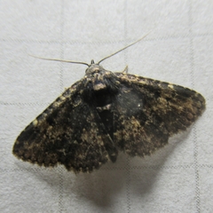 Metalectra diabolica