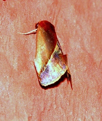 Arsacia rectalis