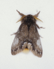 Urocoma marginalis