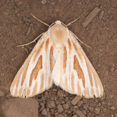 Sabulodes niveostriata