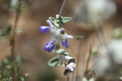 Salvia parryi