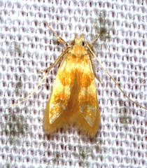 Ashibusa