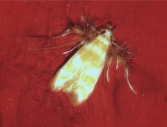 Ashibusa