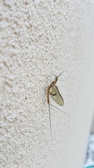 Hexagenia atrocaudata