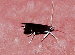 Torodorinae