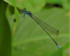 Esme mudiensis