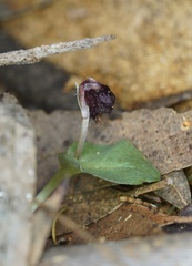Corybas unguiculatus