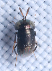 Encyrtinae