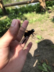 Pseudothemis zonata