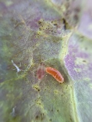 Aphidoletini