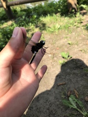 Pseudothemis zonata