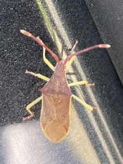 Plinachtus imitator