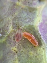 Aphidoletini