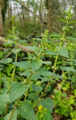 Urtica chamaedryoides