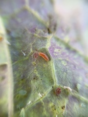Aphidoletini