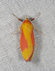 Wingia hesperidella