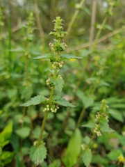 Urtica chamaedryoides
