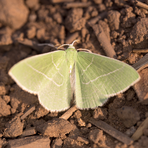 Single-lined Emerald photo 3