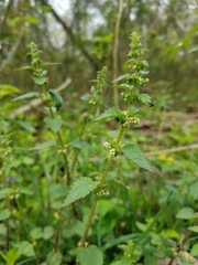 Urtica chamaedryoides