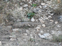 Herpestes