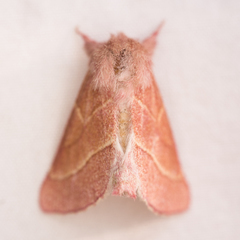 Hyparpax venus