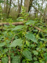 Urtica chamaedryoides