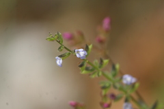 Salvia podadena