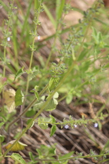 Salvia podadena