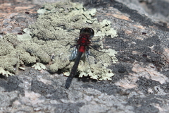 Leucorrhinia glacialis