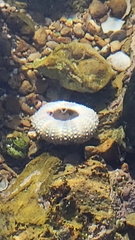 Strongylocentrotidae