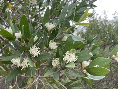 Hakea oleifolia