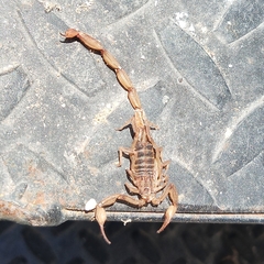 Centruroides elegans