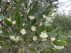 Hakea oleifolia