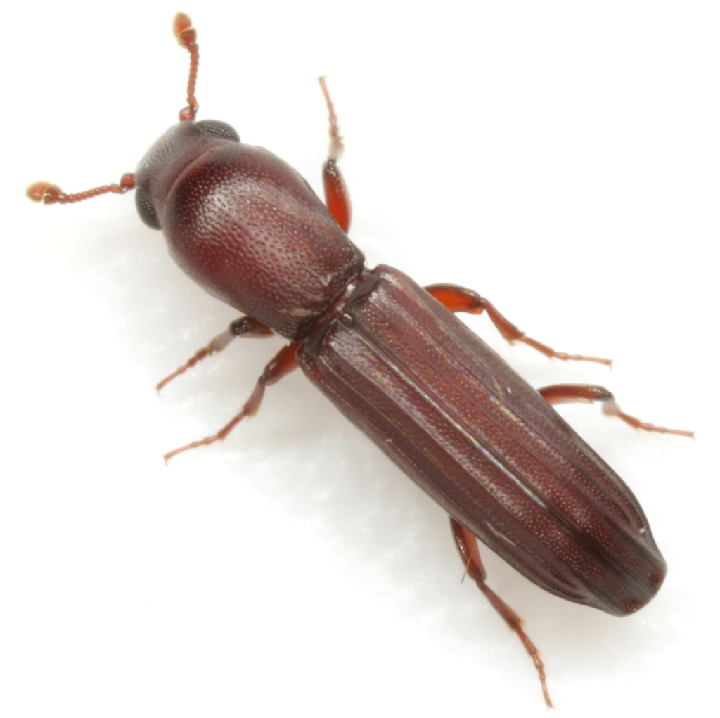 Deretaphrini
