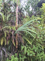 Machaerina mariscoides