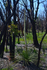 Xanthorrhoea platyphylla
