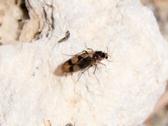 Anomalomyia