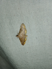 Prophantis adusta