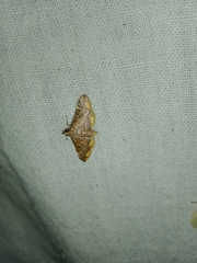 Prophantis adusta